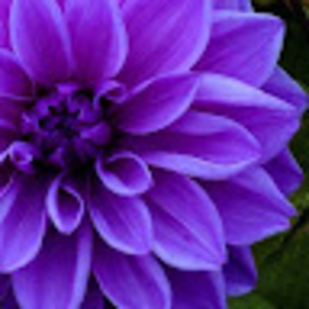 Meet your Posher, Julie